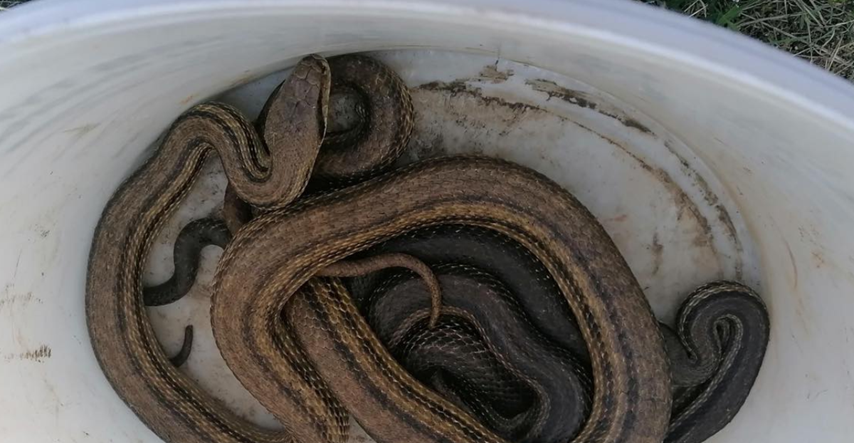Ovako izgleda najveća europska zmija. Dvije su pronađene u podrumu u Istri