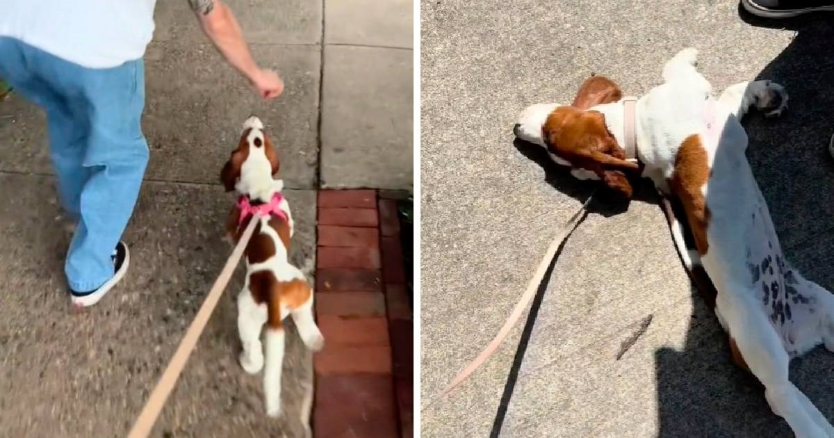 Ova kujica pristaje na šetnju samo ako je ostvaren jedan uvjet