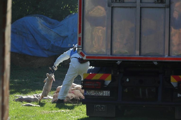 Ministar iz DP-a na udaru zbog svinjske kuge: "Kuga se širi, on prodaje ružičastu sliku"