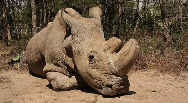 U Keniji izvadili jajašca iz zadnjih ženki bijelog nosoroga, žele spasiti vrstu