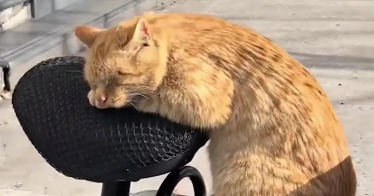 VIDEO Mačka zaspala u neobičnoj pozi i oduševila ljude: "Izgleda kao odličan vozač"