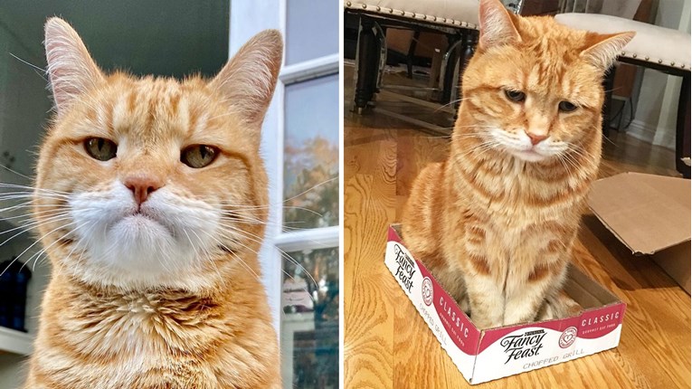 Upoznajte Marleyja, mačka čija preslatka faca savršeno opisuje ponedjeljak ujutro