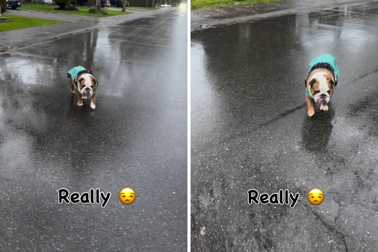 Buldog koji jako sporo hoda po kiši osvojio internet 😂