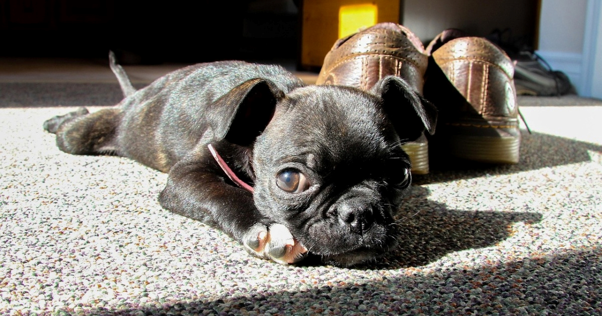 Zašto psi uzdišu? Evo što vam ljubimac time poručuje