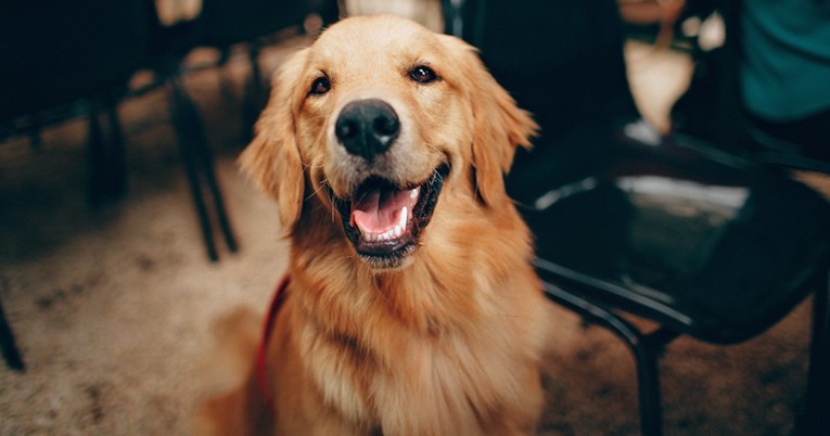 Ovo je 10 najpopularnijih imena za muške pse na svijetu