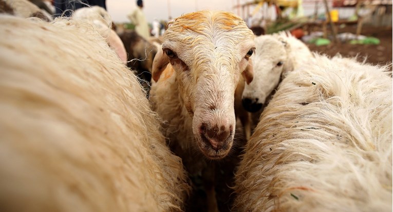 Ovce u Grčkoj tragale za svježom travom nakon poplava pa pojele 100 kg kanabisa