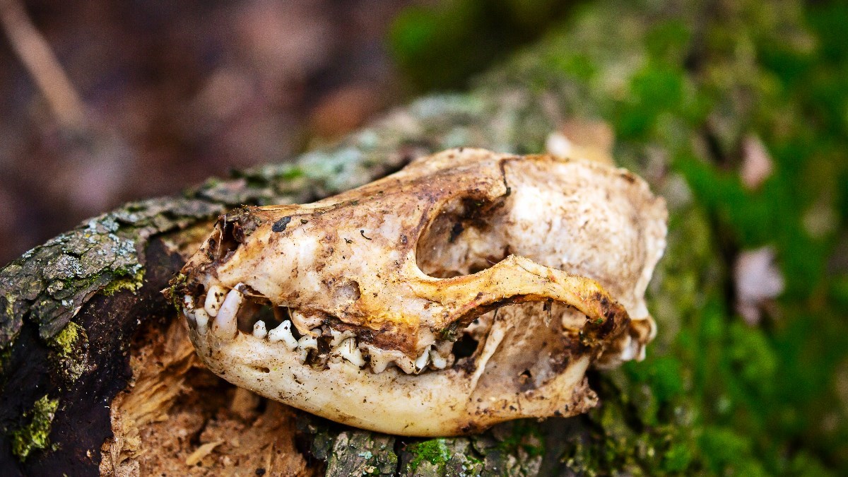 Carinici pariške zračne luke zaplijenili stotine lubanja majmuna