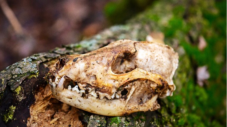 Carinici pariške zračne luke zaplijenili stotine lubanja majmuna