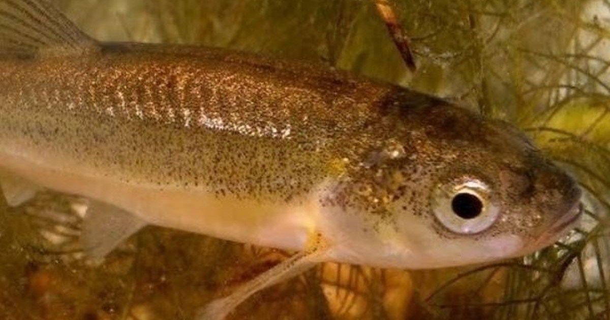 Endemska riba pred izumiranjem zbog hidroelektrane u Mostaru