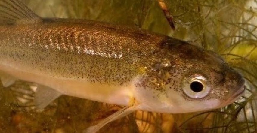 Endemska riba pred izumiranjem zbog hidroelektrane u Mostaru