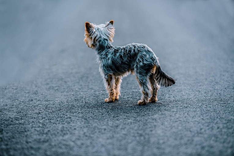 Vlasnici sve češće prijavljuju ove simptome. Je li moguće da psi imaju autizam?