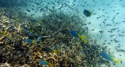 Znanstvenici uzgojili ugroženi koralj: "Možda spasimo vrstu"