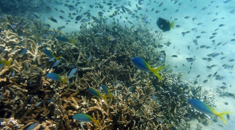 Znanstvenici uzgojili ugroženi koralj: "Možda spasimo vrstu"