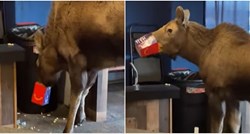 VIDEO Radoznali los ušao u kino na Aljasci i pojeo kokice