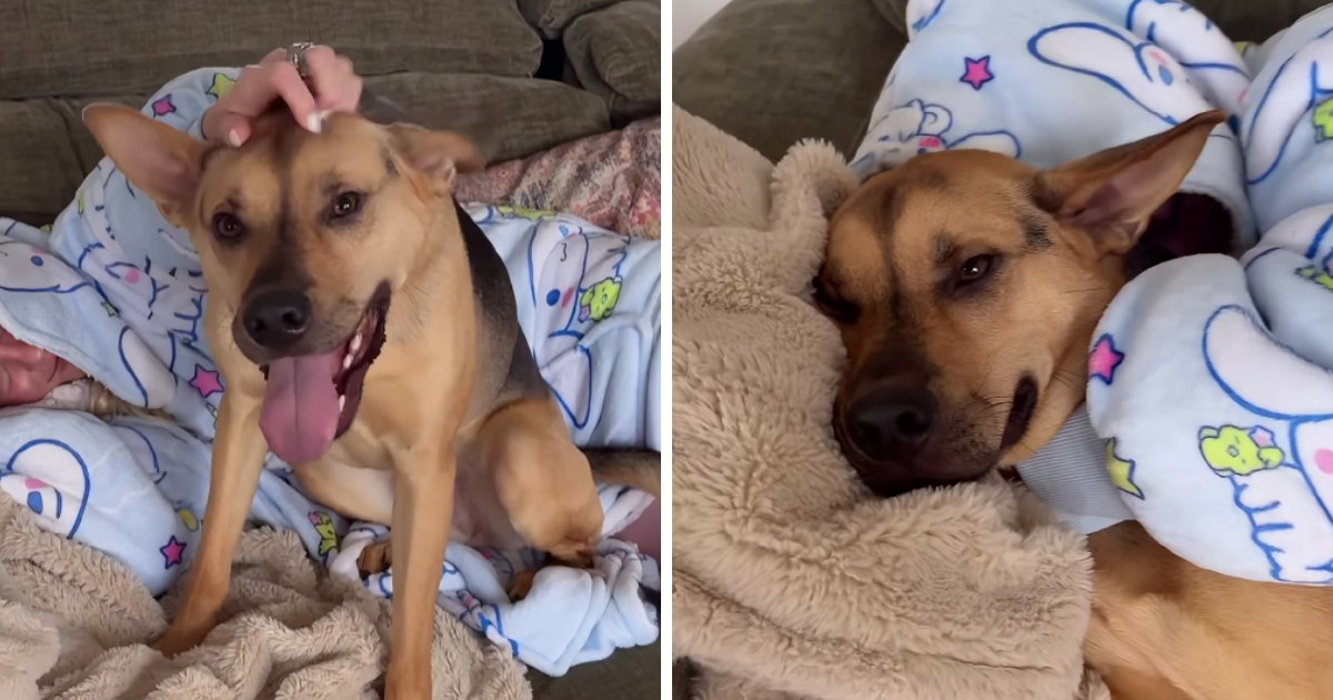 Dirljiv prizor: Udomljeni pas tješi bolesnu vlasnicu maženjem i poljupcima