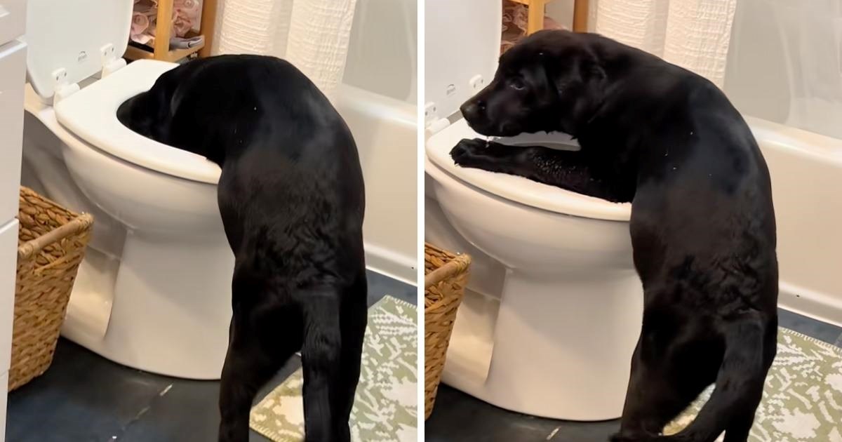 Prava slatka nevolja: Vragolasto štene više od svega voli bacati vodu iz WC školjke