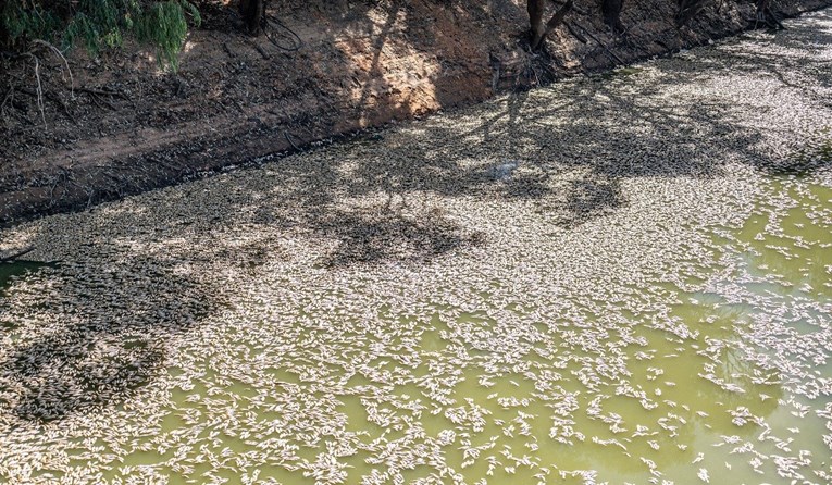 VIDEO U australskoj rijeci milijun lešina riba: "Uklanjanje će biti noćna mora"
