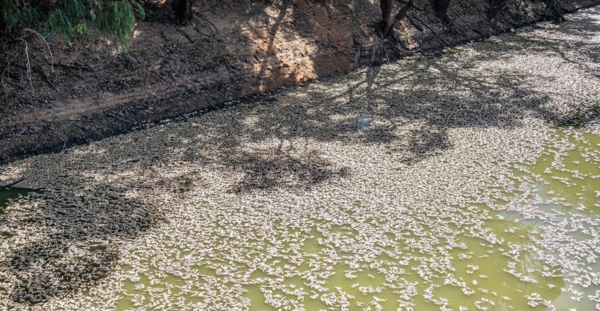 VIDEO U australskoj rijeci milijun lešina riba