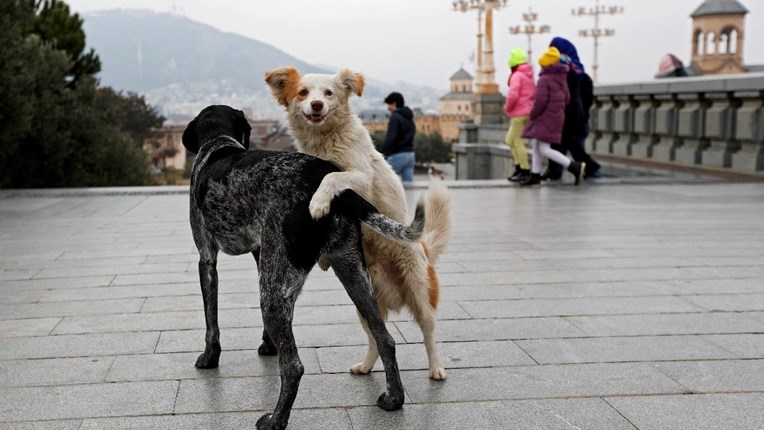 Iranci planiraju zabraniti šetnje pasa, sve više ljudi prijavljuje napade