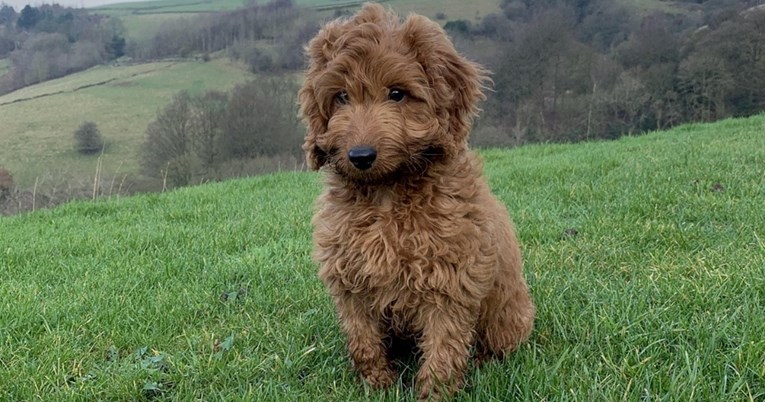 Veterinarka upozorava: Ova pasmina je sve popularnija, ali nije za svakoga