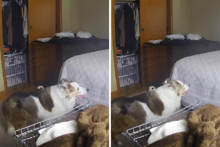 Starija kujica ne može skočiti na krevet, prizor slama srca