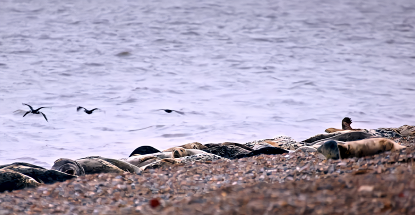 Kolonija sivih tuljana za dom odabrala bivšu hladnoratovsku lokaciju u Suffolku
