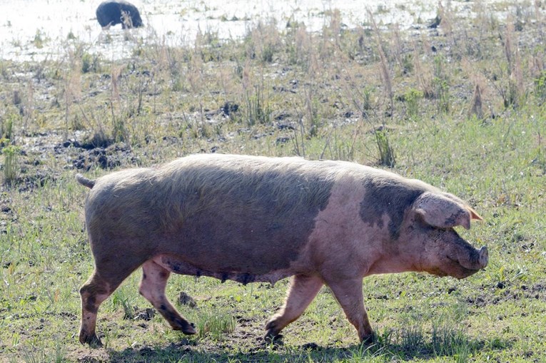 Srbija istražuje moguću pojavu afričke svinjske kuge, prijavljena četiri slučaja