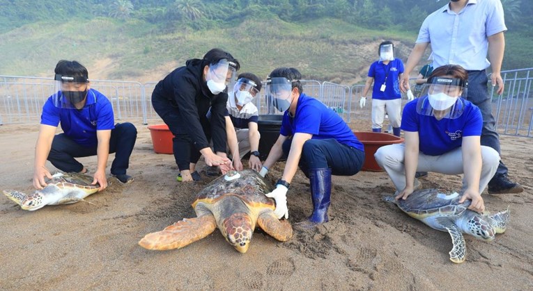 Indonezija oslobodila 33 morske kornjače spašene iz ruku krijumčara