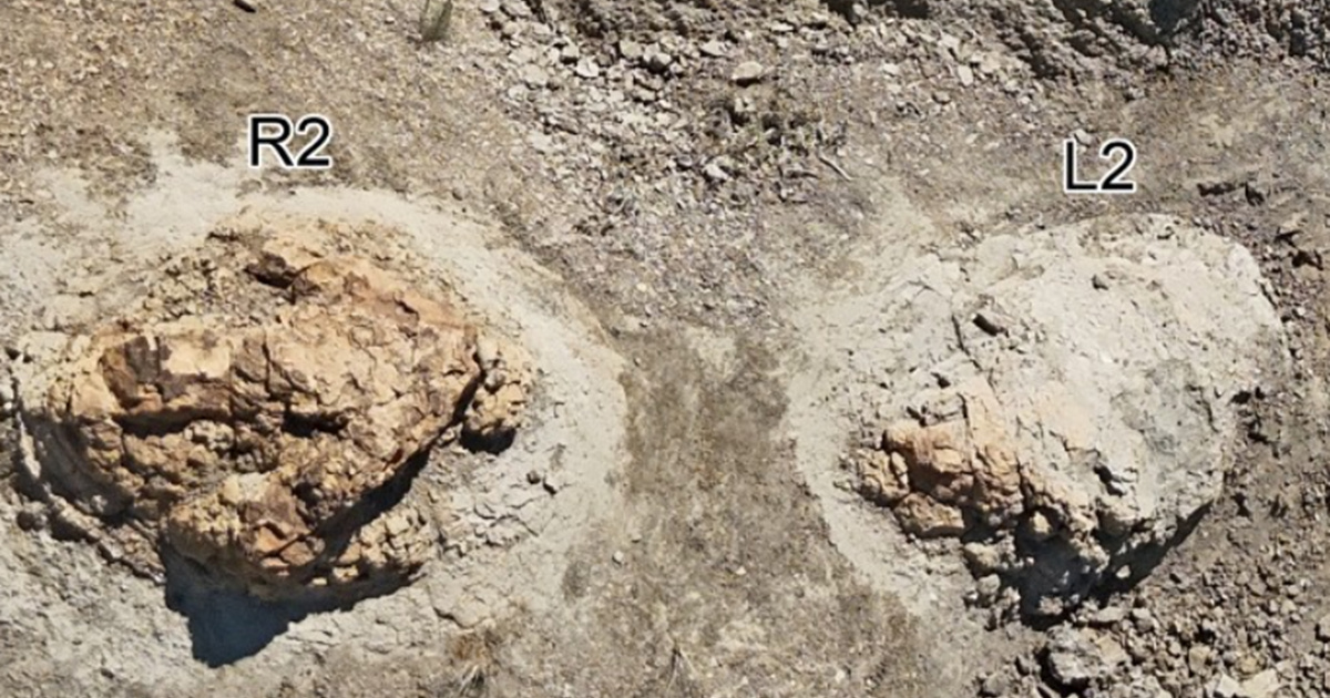 FOTO Pronađeni tragovi odraslog T-rexa stari 66,5 milijuna godina