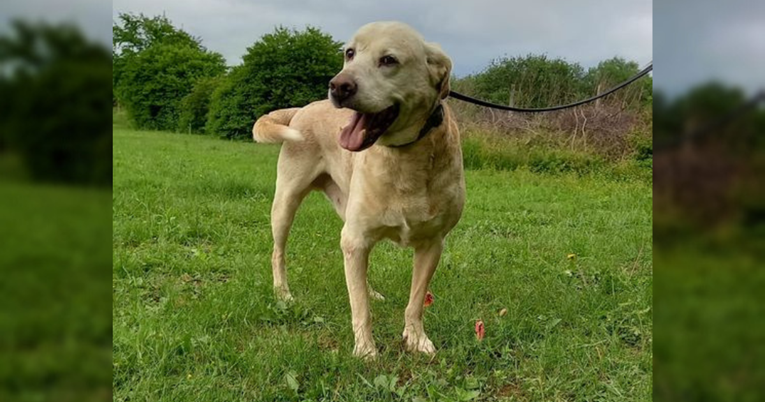 "Draga njuška je još uvijek bez svojeg čovjeka": Prekrasni Massimo traži stalni dom