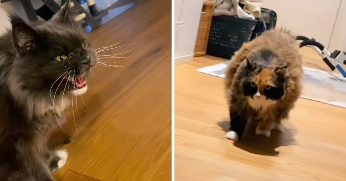 Žena podijelila kako je proteklo prvo upoznavanje njezina i dečkova mačka