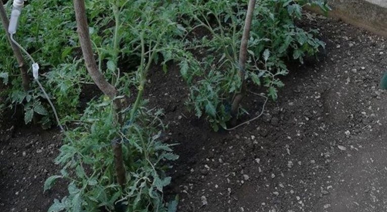 Bizarna fotka kruži Fejsom: Ovako u Dalmaciji zalijevaju rajčice tijekom korone