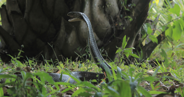 "Kraljevska kobra jede indijsku kobru": Fotografija na Twitteru zbunila ljude