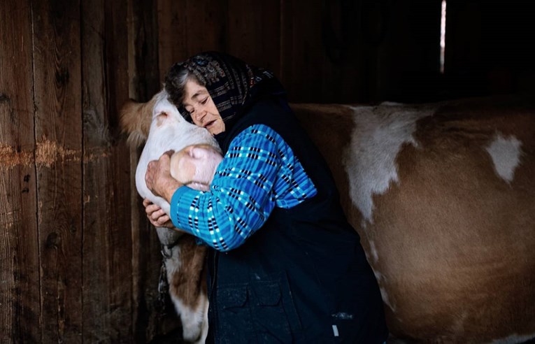 Baka Milica iz Majskih Poljana spasila je svoju kravu: "Kao da mi je čeljade"