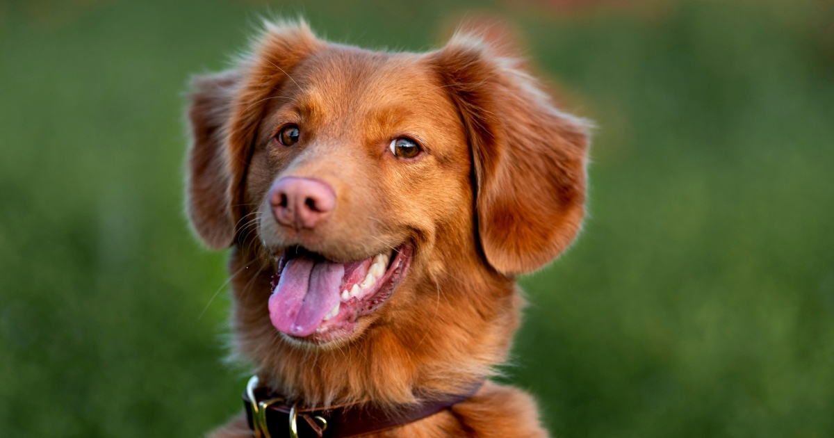 Jednostavne svakodnevne navike koje usrećuju pse