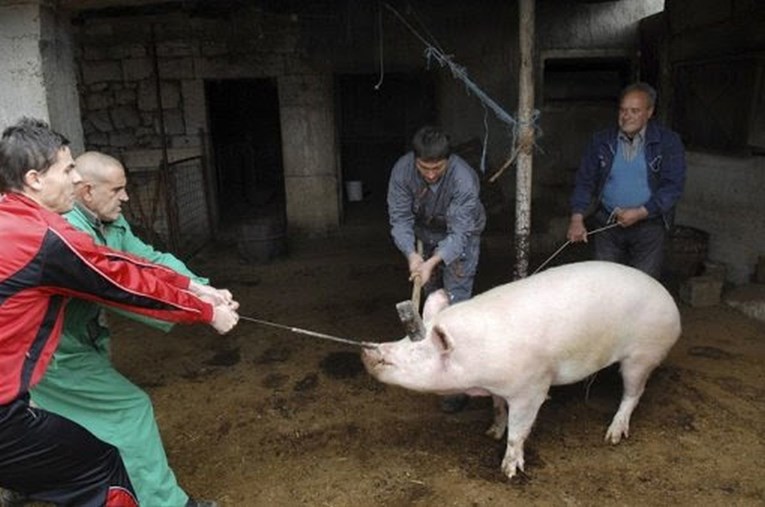 Prijatelji životinja o kolinju: Svinje vrište u strahu i bolu dok ljudi pjevaju i slave