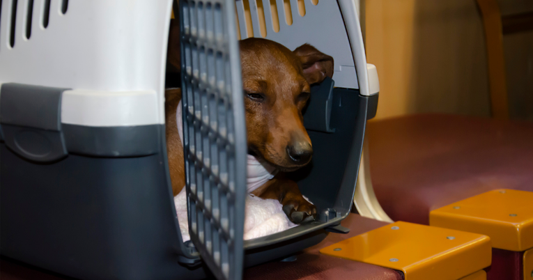 Ruskim avionom iz Kabula transportirano 300 napuštenih kućnih ljubimaca