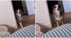 VIDEO Vlasnica ležala bolesna u krevetu pa pokazala što joj je pas donio