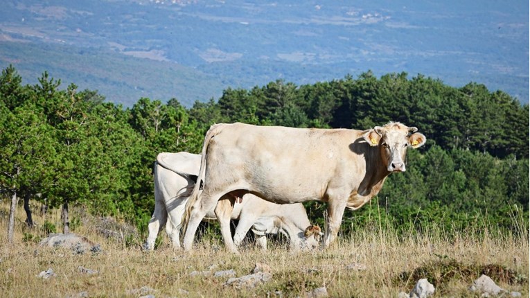 Hrvatske vode pozvale stočare sa sisačkog područja da povuku stoku iz retencija