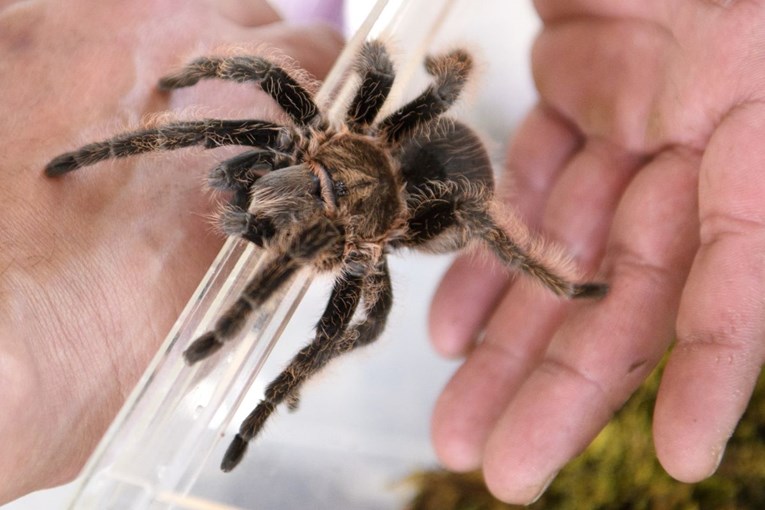 Njemačka carina u kolačima otkrila 1500 tarantula iz Vijetnama