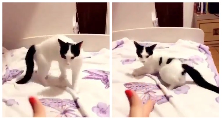 Vlasnica mačku naučila urnebesnom triku, video je hit na internetu