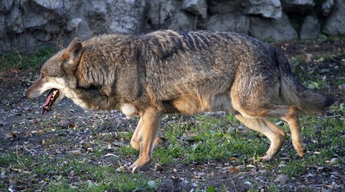 Povećava se naknada štete za životinje stradale od vukova