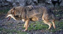 Povećava se naknada štete za životinje stradale od vukova