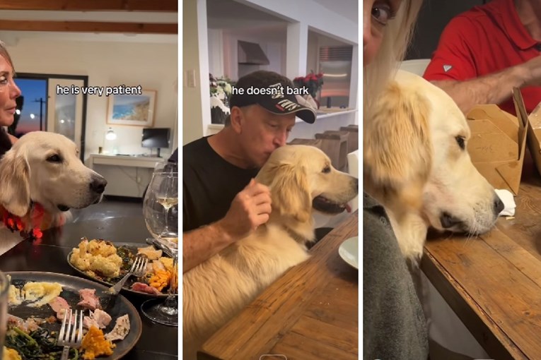 Zlatni retriver strpljivo čekao priliku pa ukrao hranu sa stola. Video je presladak
