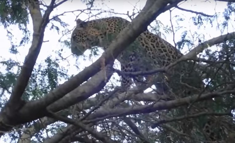 VIDEO Leopard vrebao babuna na drvetu pa jedva uspio spasiti živu glavu