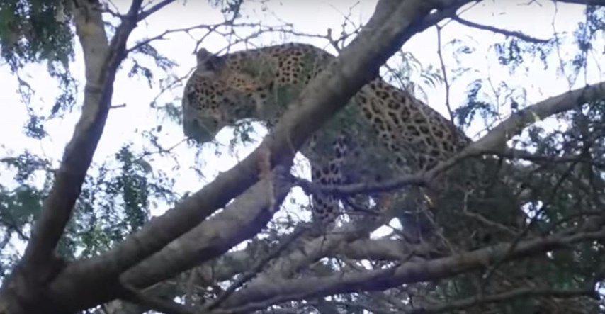 VIDEO Leopard vrebao babuna na drvetu pa jedva uspio spasiti živu glavu