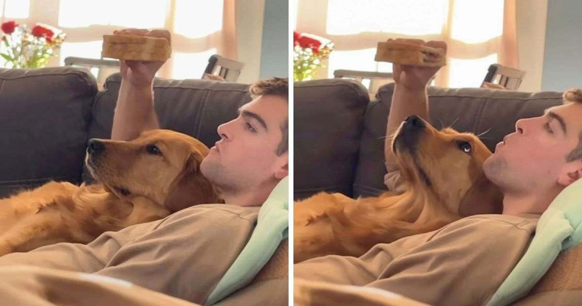 Zlatni retriver uočio vlasnikov sendvič. Njegovo ponašanje mami osmijeh na lice