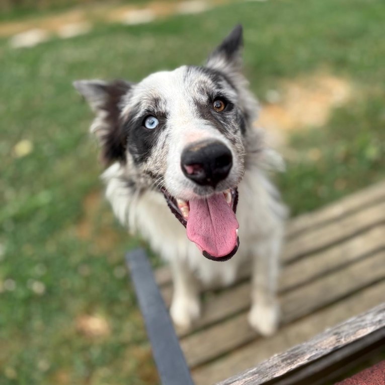 Mango traži dom: Mazan, pametan i odan pas čeka svoju obitelj