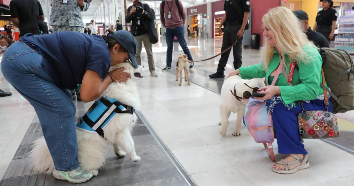Brazil uvodi zajedničko skrbništvo nad ljubimcima nakon razvoda