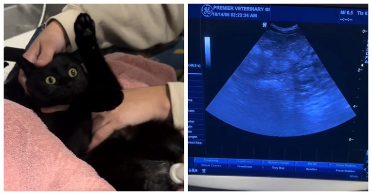 Veterinari napravili ultrazvuk na mački, iznenadilo ih je što su otkrili